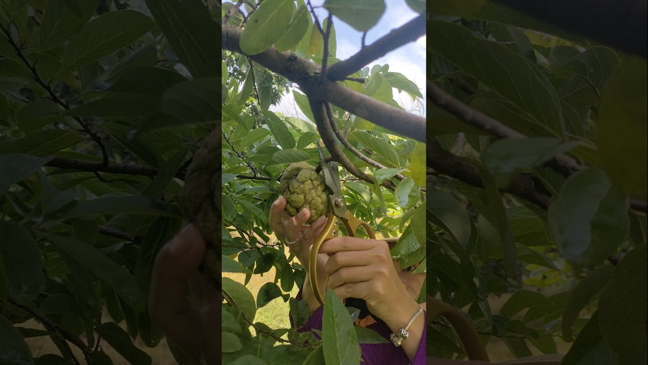 Farming & gardening life: Homestead enjoy energy healing #19 