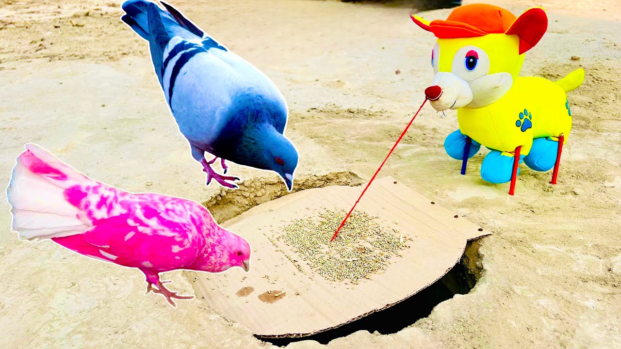 How To Make Pigeon Catching Trap Using Cartoon Animals With Cardboard And Mudh Hole | 