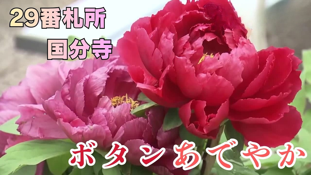 50 peony bushes in full bloom at Kokubunji Temple, the 29th temple