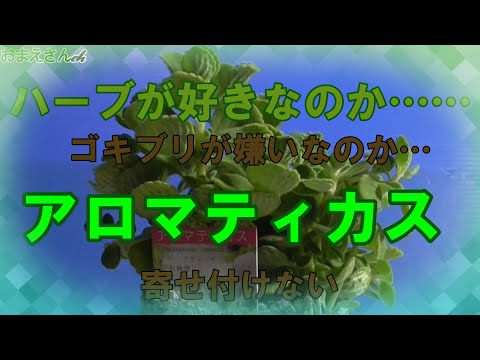 ハーブ アロマティカス ゴキブリ対策に１ポット Youtube