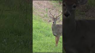 He had a sixth sense you were watching him ;) #Whitetail