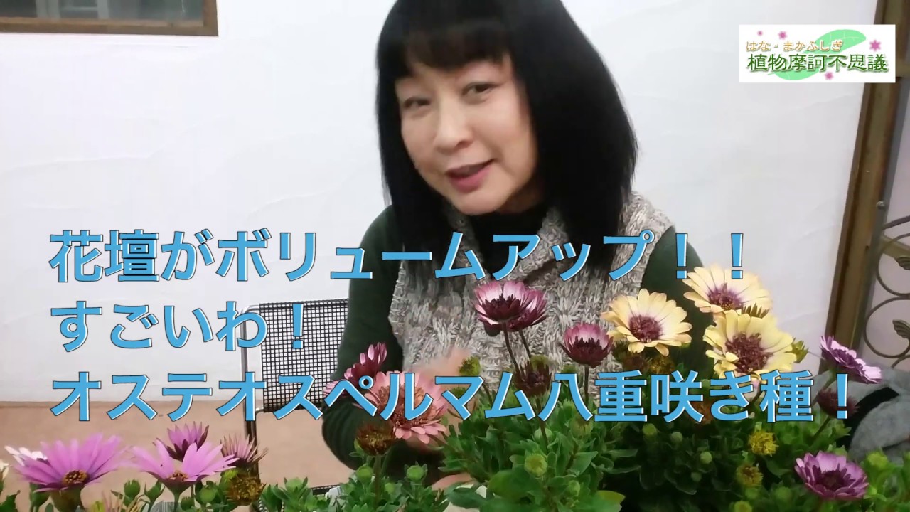 Lemonbalm 植物摩訶不思議youtube網紅頻道詳情與完整數據分析報告 Noxinfluencer提供支持
