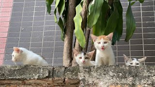 一窝流浪小猫被困城墙上，远看见我就热情呼唤，终于拍到上面情况