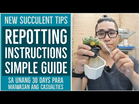 Video: Repotting Succulent Plants: Mga Tip Para sa Repotting Maramihang Succulents