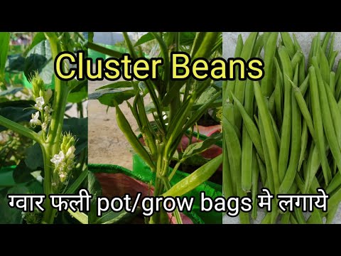 #clusterbeans #gwarphali how to grow cluster beans in pot.ग्वारफली घर मे