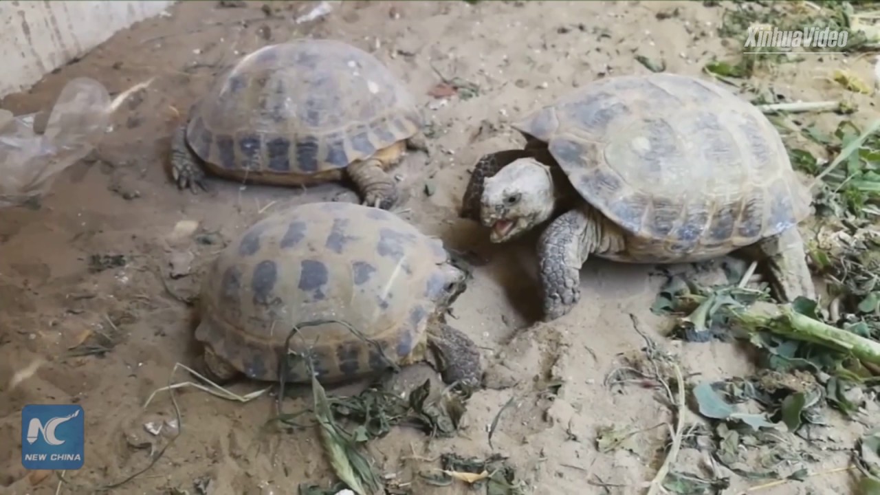 Russian tortoises' number rises to 1000 