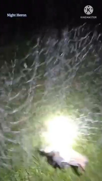 Pikat Ruak-Ruak Dengan Jaring di Malam Hari