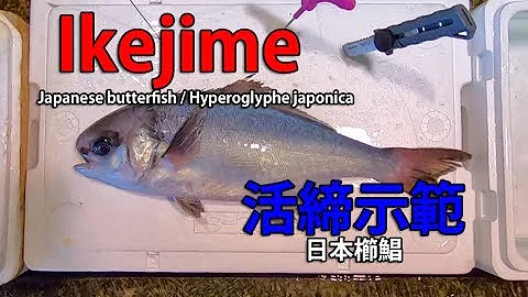 IkeJime method:  How to dispatch and bleed a Japanese butterfish, Hyperoglyphe japonica (Medai)