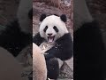 贤贤崽差一点就塞牙了 好喜欢看小贤贤的小奶牙 大熊猫贤贤崽 贤贤崽差一点就塞牙了 好喜欢看小贤贤的小奶牙 大熊猫贤贤崽
