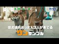 映画 劇場版「柴公園」|BS12
