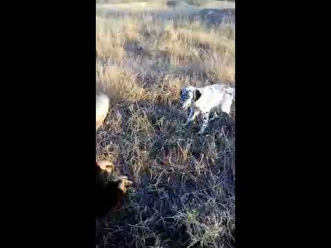 გაწვრთნა და დაგეშვა - gawvrtna da dageshva