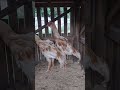 índio exótico esses 2 irmão vai dar chou 💥💥💥🐓