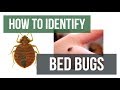 Quick Solutions: How to Identify Bed Bugs