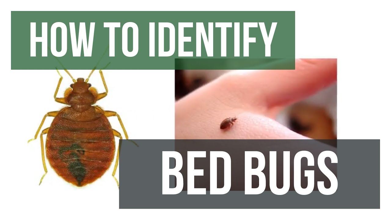 Quick Solutions How to Identify Bed Bugs YouTube