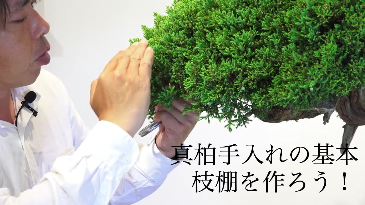 美しい枝棚の作り方 [真柏盆栽] 手入れの基本 ! 全部見せ - YouTube