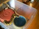 Pastel Ball Python feeding (Part 1)