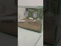 Дом для муравьёв: старт колонии Scutellaris