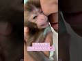 【悶絶級】いじけて甘える赤ちゃん猿が可愛すぎる…🍼💕生後1ヶ月のねぎちゃん Rescued Baby Monkey's Sweetest Moment 🐒💕 #monkey #cute