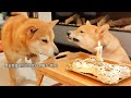 Watch How Shiro Tried to Steal Raya's birthday Cake, more than once!