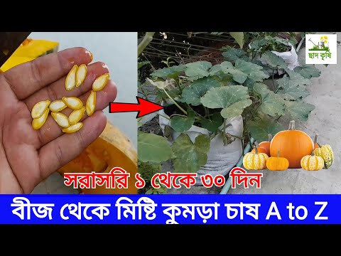 ভিডিও: কিভাবে আপনি একটি কুমড়ো আউট করতে পারেন