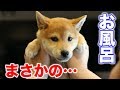 柴犬の子犬をお風呂に入れたら衝撃の出来事がっ!!