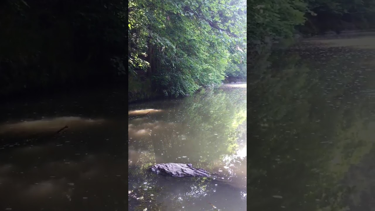 Вайсе Эльстер