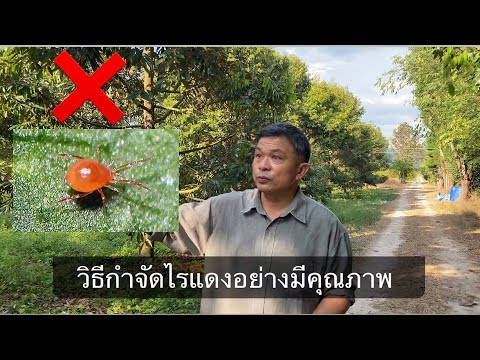 วีดีโอ: ปัญหาไรแมงมุมแดง - วิธีควบคุมไรแมงมุมแดง