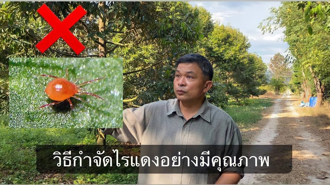 วิธีการกำจัดไรแดงอย่างมีคุณภาพ