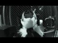 Rinn  afterhours troyboidiplo  nina sky sergal fursuit freestyle dance