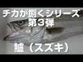 シーバスの捌き方♪【チカが捌くシリーズ】