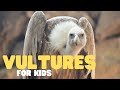 Vulture Behavior and Ecology