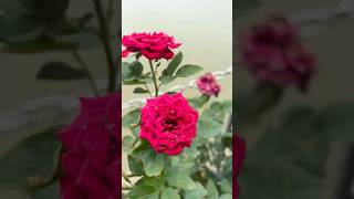 🚤 Boat Ride at Statue of Unity 🌊 | Living Glow Life Vlog | Incredible India 🇮🇳