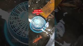 Belajar dari kegagalan orang lain,#lobsterairtawar