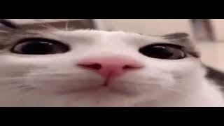 plink