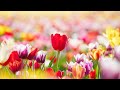 Piano Music for Relaxing, Sleeping, Stress Relief, and Meditation 🌷 Beautiful Spring Flowers