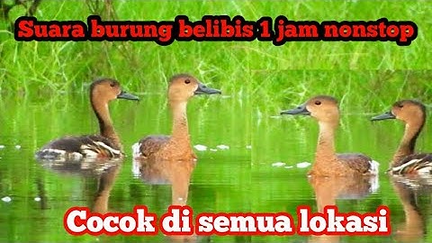 SUARA PIKAT BURUNG BELIBIS COCOK UNTUK DI DANAU RAWA TAMBAK #BELIBIS #burungbelibis