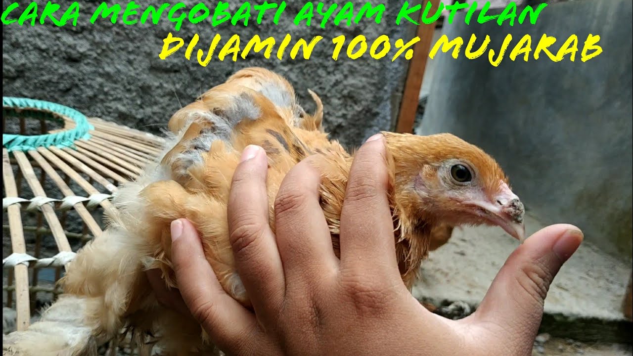 CARA MENGOBATI AYAM KUTILAN DI JAMIN 100% TESTED