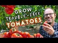 Top tips for troublefree tomatoes 