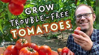 Top Tips for TroubleFree Tomatoes