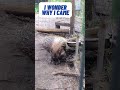 Why I came #why #whyamihere #imhere #porcupines