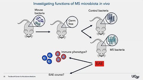The Gut-Brain Axis - Gut Microbiome Influences on Neurological Disease