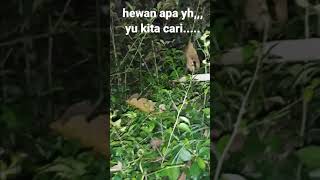 Misteri Suara binatang malam ,,,,,bukan jangkrik