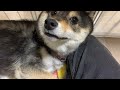 【豆柴】1歳になった甘えん坊な柴犬【膝枕:撫でなで】Friendly shiba inu