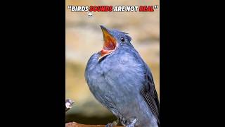 Birds Sounds Are Not Real sounds birds trolllife animals