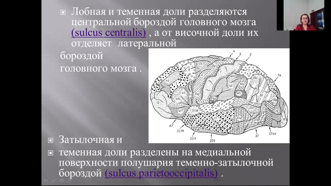 Теменная зона коры мозга. Лобные и теменные доли мозга. Разделение лобной и теменной доли. Борозды теменной доли.