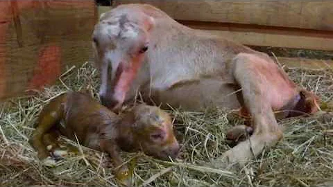 Goat gives birth - Genevieve one Buckling