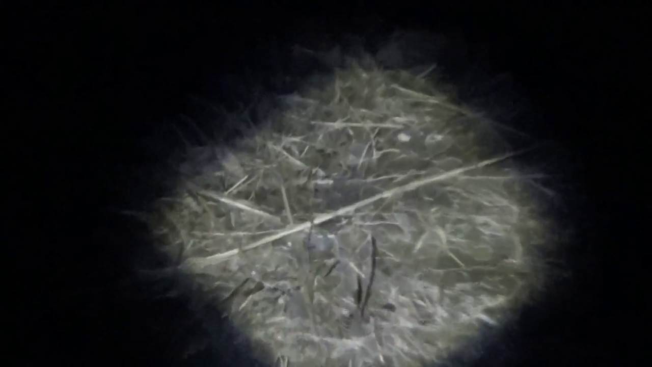 Harbor Freight Quantum Headlamp in the dark YouTube