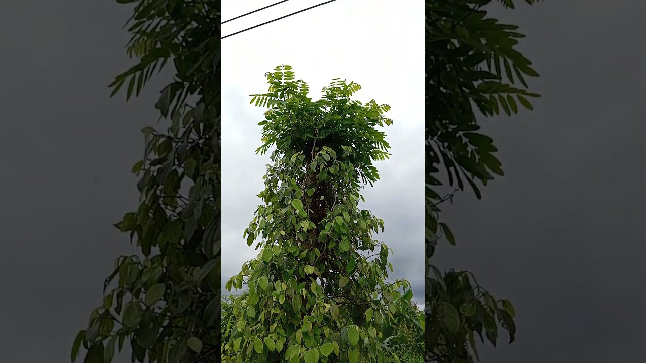 Black pepper vine climbing on the other tree 