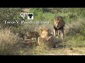 Lion Kill in the Kruger Park with hair-raising sounds as baboons in the river bed go berserk!