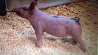 3/22/2017 Nott Showpigs Sale Commentary (3 Litter)